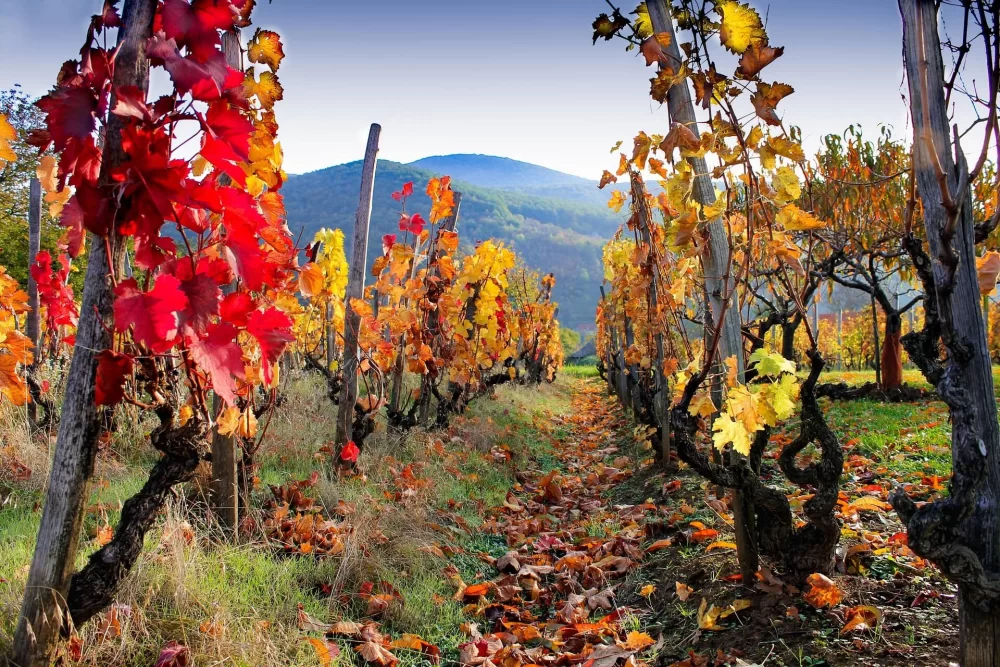 3 Elsass Erntedank
