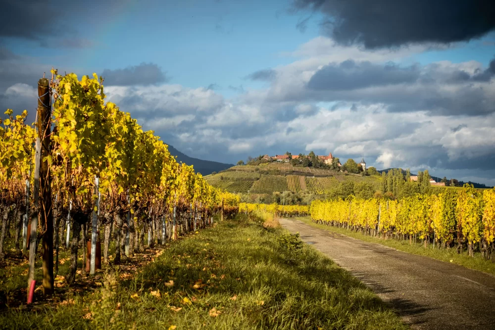5 Elsass Erntedank